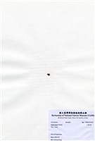 藏品(小團扇藻)的圖片